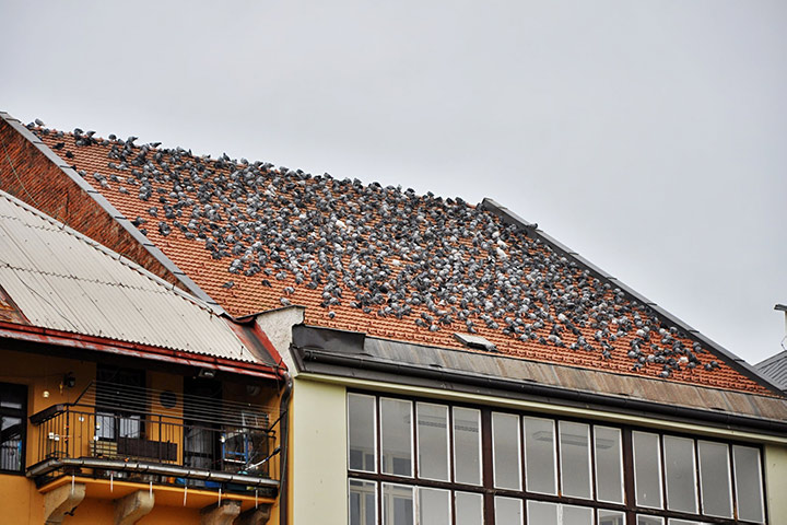 A2B Pest Control are able to install spikes to deter birds from roofs in Brompton. 
