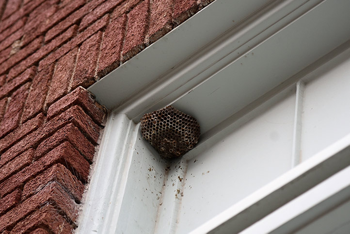We provide a wasp nest removal service for domestic and commercial properties in Brompton.